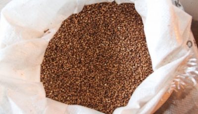 гречка / Фото УНИАН