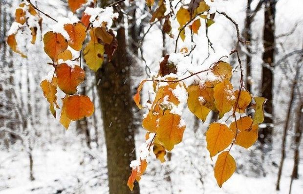 Вже 15 листопада у кількох районах України очікується мокрий сніг / фото flickr.com/photos/joeholmes