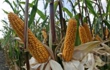 Ukraine may export corn to South Korea