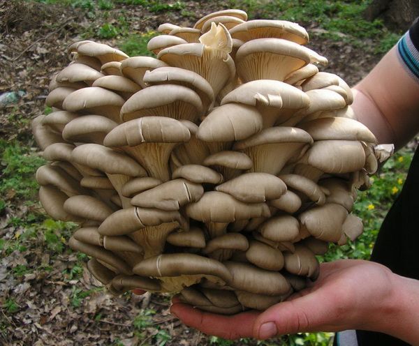 Фото: belagrotorg.ru Фото: belagrotorg.ru