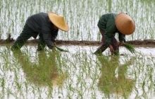 Китайские фермеры вымогали взятки под видом генерала и замминистра обороны