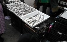 Керченские рыбаки угрожают голодными бунтами: добыча рыбы сократилась на 90%