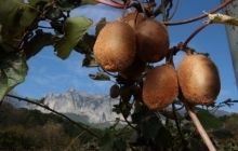 Ківі оздоровлює серце та судини