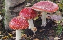 В Букингемском дворце в Лондоне выросли галлюциногенные грибы - СМИ