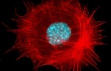 Новые данные о механизме попадания бактериальных токсинов внутрь клетки