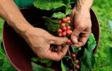 Климатологи прогнозируют, что к 2050 году урожай кофе снизится вдвое