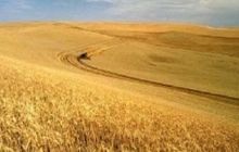 Урожай-2015: нехватка средств и помощь погоды