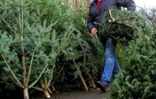 Україна разом із гуманітарним вантажем відправить на Донбас вантажівку з новорічними ялинками