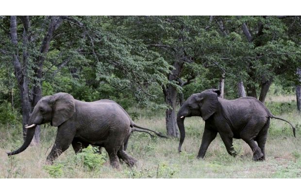 У Ботсвані знайшли майже 90 вбитих слонів