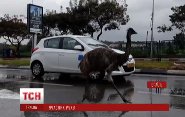 ТСН ТСН