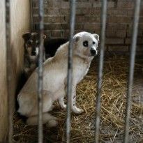 Один из крупнейших городов Китая запретил есть собак и кошек
