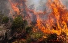В Австралии лесные пожары вышли из-под контроля