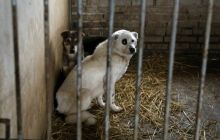 Один из крупнейших городов Китая запретил есть собак и кошек