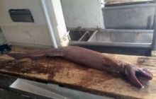 "Дуже страшне створіння": австралійські рибалки виловили древню акулу з 300 зубами (фото)