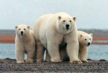 Белые медведи стали болеть чаще: ученые связали это с глобальным потеплением