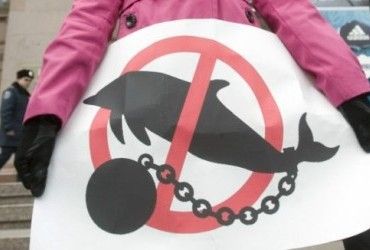 В дельфинарии Немо попытались оправдаться из-за скандала со сдачей животных в аренду