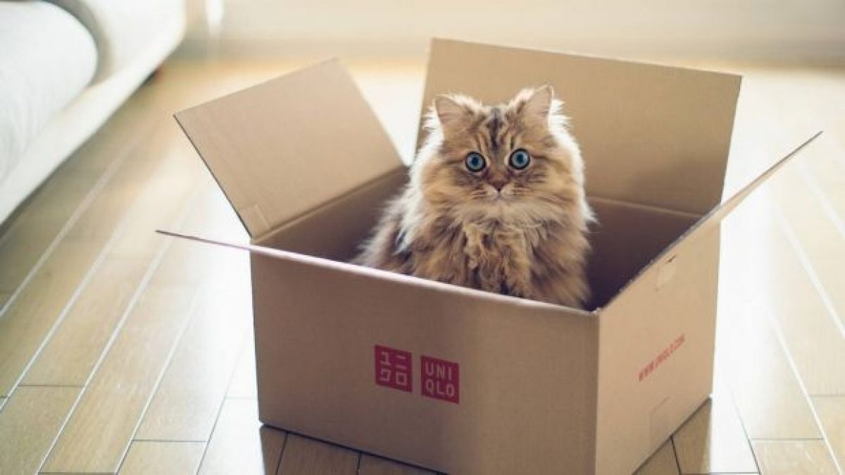 Ученые выяснили, почему коты любят прятаться в коробках | УНИАН