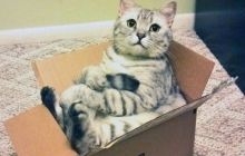 В Британии кошку по ошибке отправили посылкой