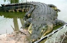 У Бангладеш паломники загодували до смерті священного крокодила