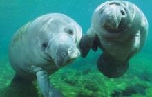 У США з каналізації дістали стадо морських корів