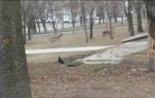 Жители Мариуполя заметили диких оленей на улицах города