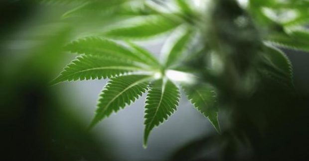 Легализация марихуаны в австралии tor browser запретили gidra