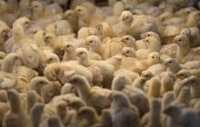 В Британии заявили о дефиците экспертов, которые определяют пол цыплят