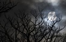 Весь світ спостерігає за повним сонячним затемненням. Подію завершено (фоторепортаж)