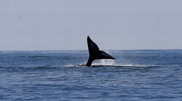 19 февраля - Всемирный день китов / фото moya-planeta.ru