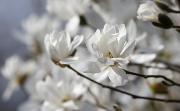 В Україні квітне магнолія (фоторепортаж)
