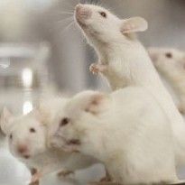 Украина присоединилась к Европейской конвенции о защите позвоночных животных