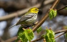 Лісові співуни виявилися лідерами безпосадкових перельотів