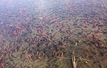 У штаті Колорадо випущені в озеро золоті рибки загрожують місцевій водній екосистемі