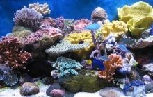 Ученые назвали древнейшее животное на Земле