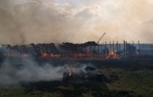Под Киевом сожгли приют для животных: 70 собак сгорели заживо (фото)