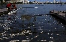 Чрезвычайная ситуация во Вьетнаме: Десятки тон погибшей рыбы выбросило на берег в четырех провинциях