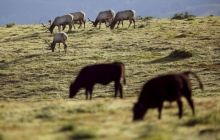 Засуха в Калифорнии заставляет лосей и коров бороться за пастбища (фотогалерея)