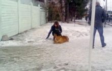 У Росії лев, якого вивели на прогулянку, покалічив дев'ятирічну дівчинку