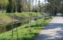 В Луцке местные дети вместе с детьми переселенцев высадили «Аллею единства» из 40 лип