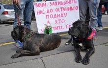 Зоозахисники підтримали законопроект, який забороняє викидати домашніх улюбленців і труїти безпритульних тварин