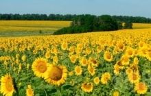 Analysts: agricultural sector remains main component of Ukrainian exports