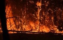 Масштабные пожары на Канарах: горят целые леса, власти просят помощи у Испании