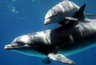 В Черном море из-за оккупантов гибнут дельфины: их ослепляют вражеские гидролокаторы