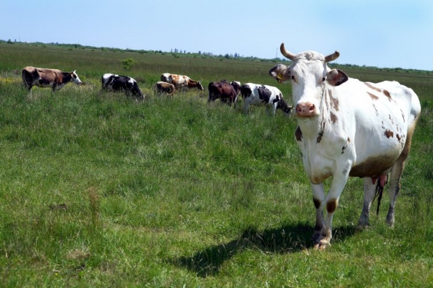 Вырезая коров, животноводы ожидают чуда от государства / Фото УНИАН
