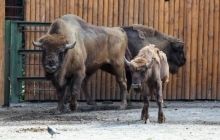 У Вінницькій області поліція розслідує факт загибелі 9 зубрів