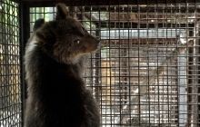 В "Борисполе" в сумках нашли медвежат, которых хотели вывезти в Дубай