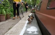 В Лондоне, Бирмингеме и Манчестере появились выделенные полосы для уток