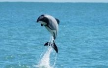 Найменший та найрідкісніший вид морських дельфінів може зникнути через 15 років