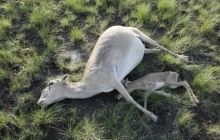 ЗМІ: у Казахстані пов'язують масову загибель сайгаків з аварією російського Протона