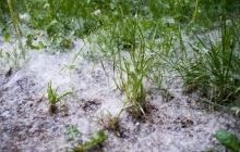 У столиці пропонують замінити тополі на інші дерева: кияни можуть проголосувати за дуби та берези
